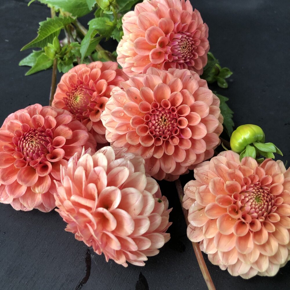 Dahlia- The Mexican (Tuber)