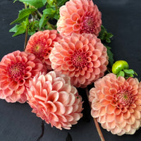 Dahlia- The Mexican (Tuber)