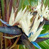 White Bird of Paradise Flower Seeds – Heirloom Non-GMO Tropical Garden Seeds for Exotic Appeal