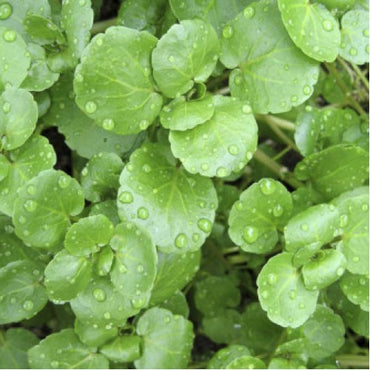 Watercress Seeds | 100% Guaranteed