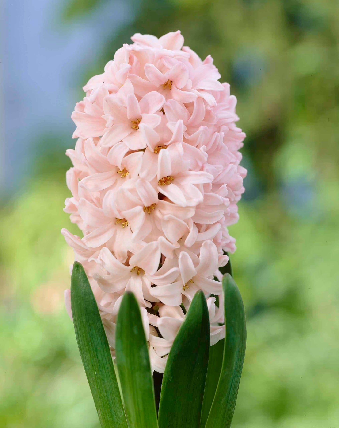 Hyacinth- Apricot Passion