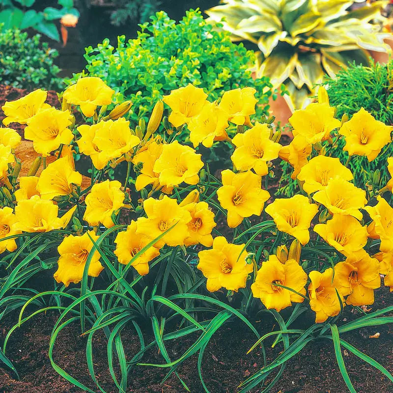 Breck's Dwarf Reblooming Daylily Collection