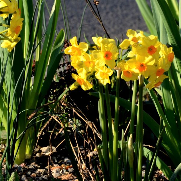 Golden Dawn Daffodil Seeds