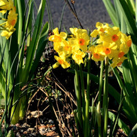 Golden Dawn Daffodil Seeds