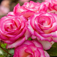 Miss Congeniality Grandiflora Rose