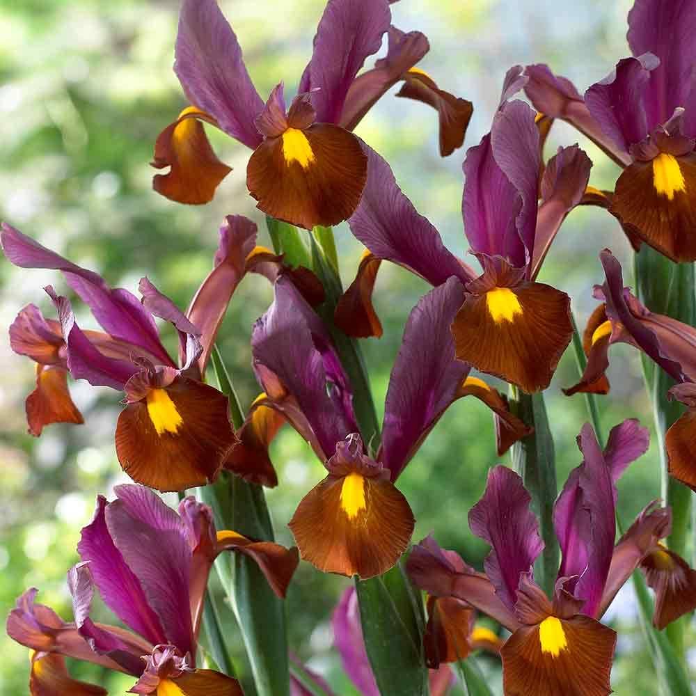 Dutch Iris- Red Ember