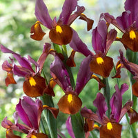 Dutch Iris- Red Ember