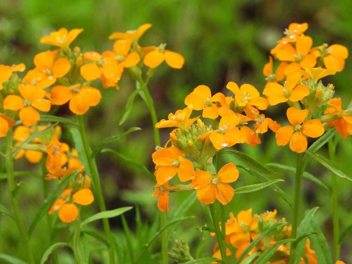 Heirloom Non-GMO Orange Cheiranthus Flower Seeds for Bright Garden Borders and Planting