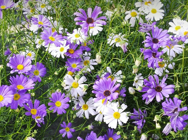 Brachyscome Mixed Seeds for Planting – Organic, Heirloom, Non-GMO Flower Seeds