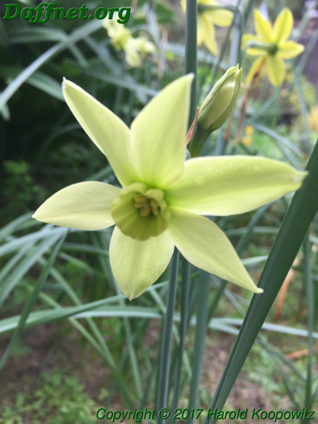 Green with Envy Daffodil Seeds