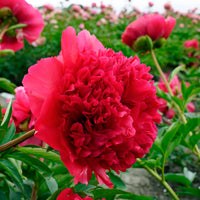 Command Performance Peony