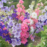 Larkspur- Imperial Choice Mix