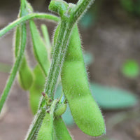 Chiba Green – Organic Soybean Seed