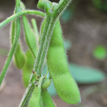 Chiba Green – Organic Soybean Seed