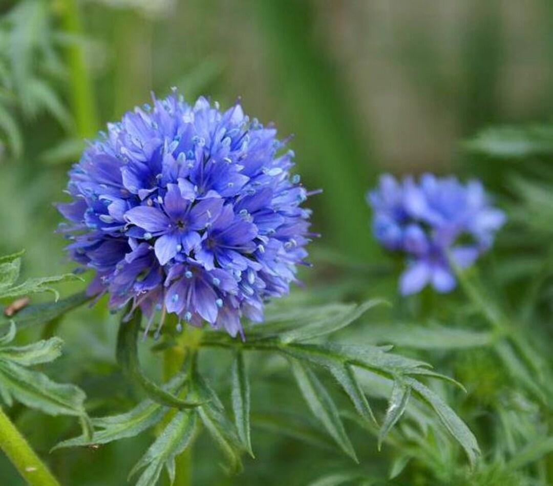 Gilia- Queen Anne's Thimble