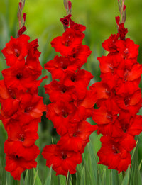 Gladiolus- Costello