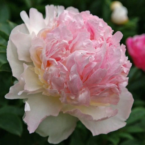 Raspberry Sundae Peony