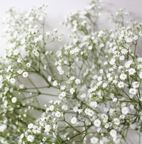 Heirloom Non-GMO Gypsophila Flower Seeds for Planting – Delicate Baby’s Breath Garden Blooms