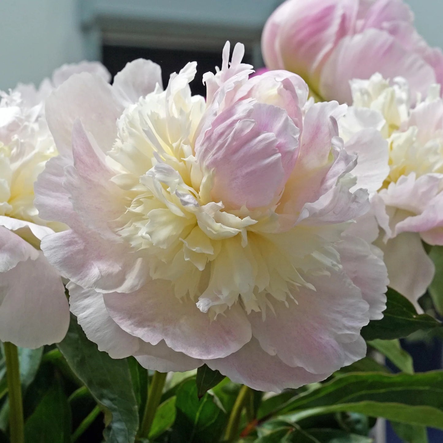 Chiffon Parfait Peony