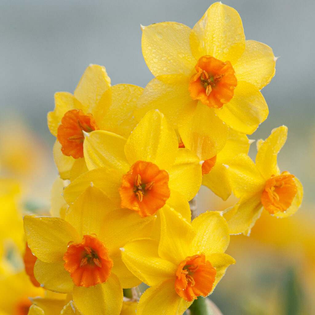 Falconet Daffodil Seeds