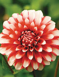 Dahlia- Fire and Ice (Tuber)