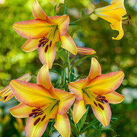 Rising Moon Lily Tree Seeds