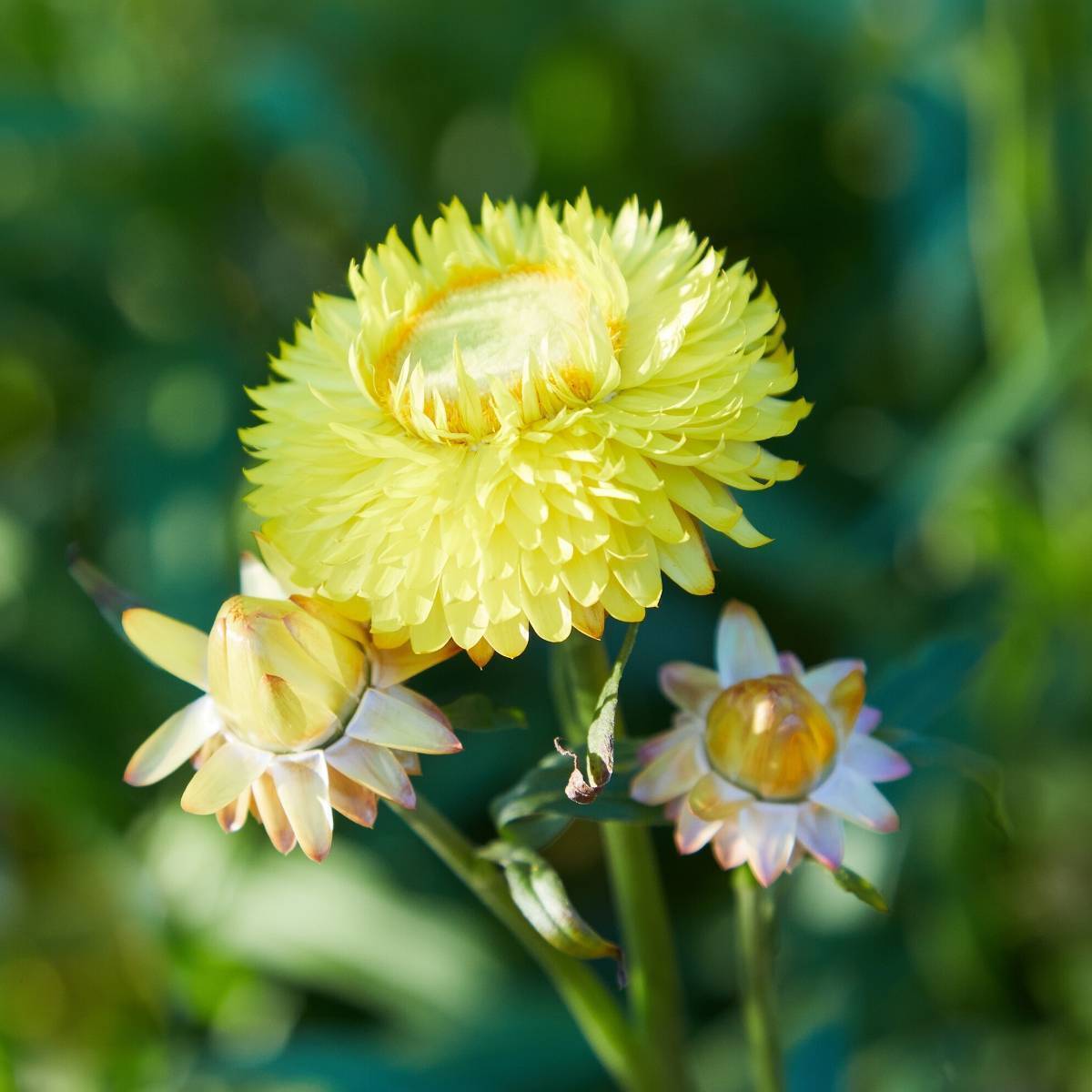 Everlasting Daisy- Lemon