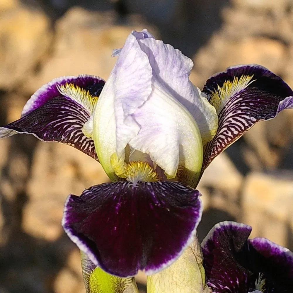 Frosted Velvet Dwarf Bearded Iris