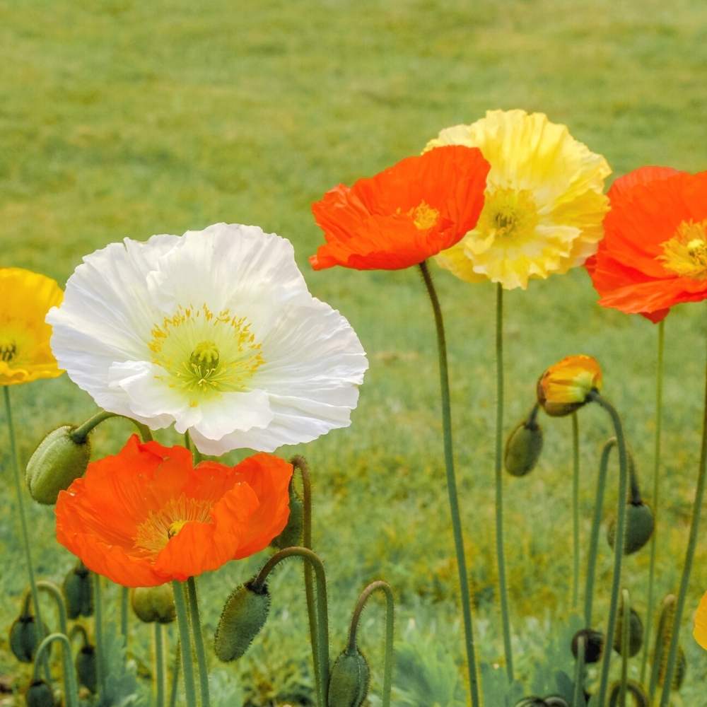 Iceland Poppy- Festival Mix