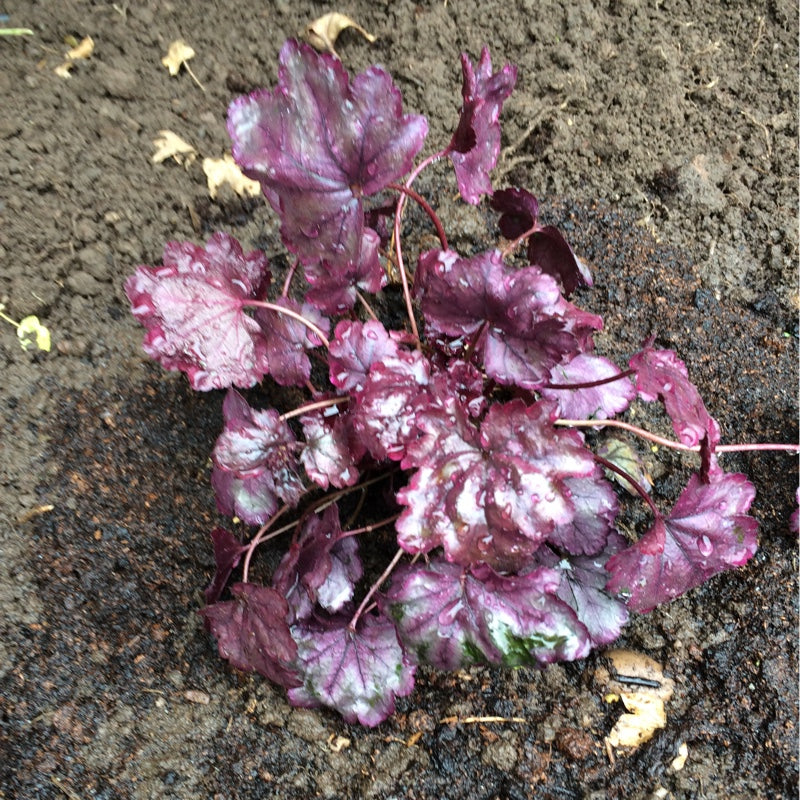 Plum Royale Heuchera