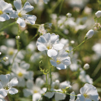 Gypsophila- Covent Garden