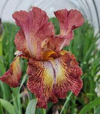 Paprika Fono's Reblooming Bearded Iris