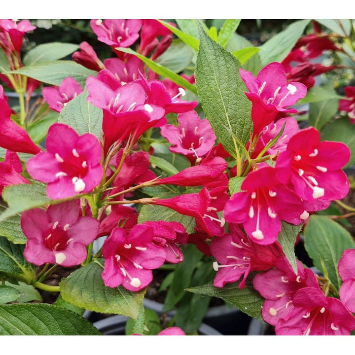 Weigela Seeds for Planting – Organic, Heirloom, Non-GMO Flowering Shrub Seeds