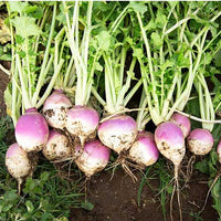 Purple Top White Globe Organic Turnip Seed