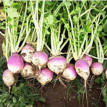 Purple Top White Globe Organic Turnip Seed