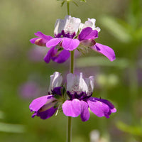 Heirloom Non-GMO Purple Heterophylla Flower Seeds for Garden Planting – Vibrant Wildflower Blooms