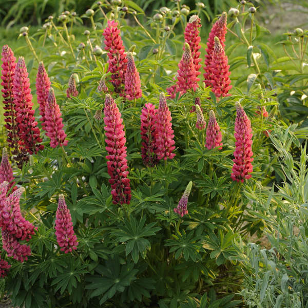 My Castle Lupine