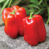 King Arthur – Bell Pepper Seed