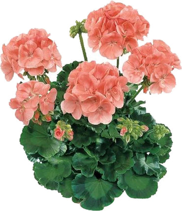 Heirloom Non-GMO Peach Geranium Flower Seeds for Planting – Soft Colorful Blooms for Garden
