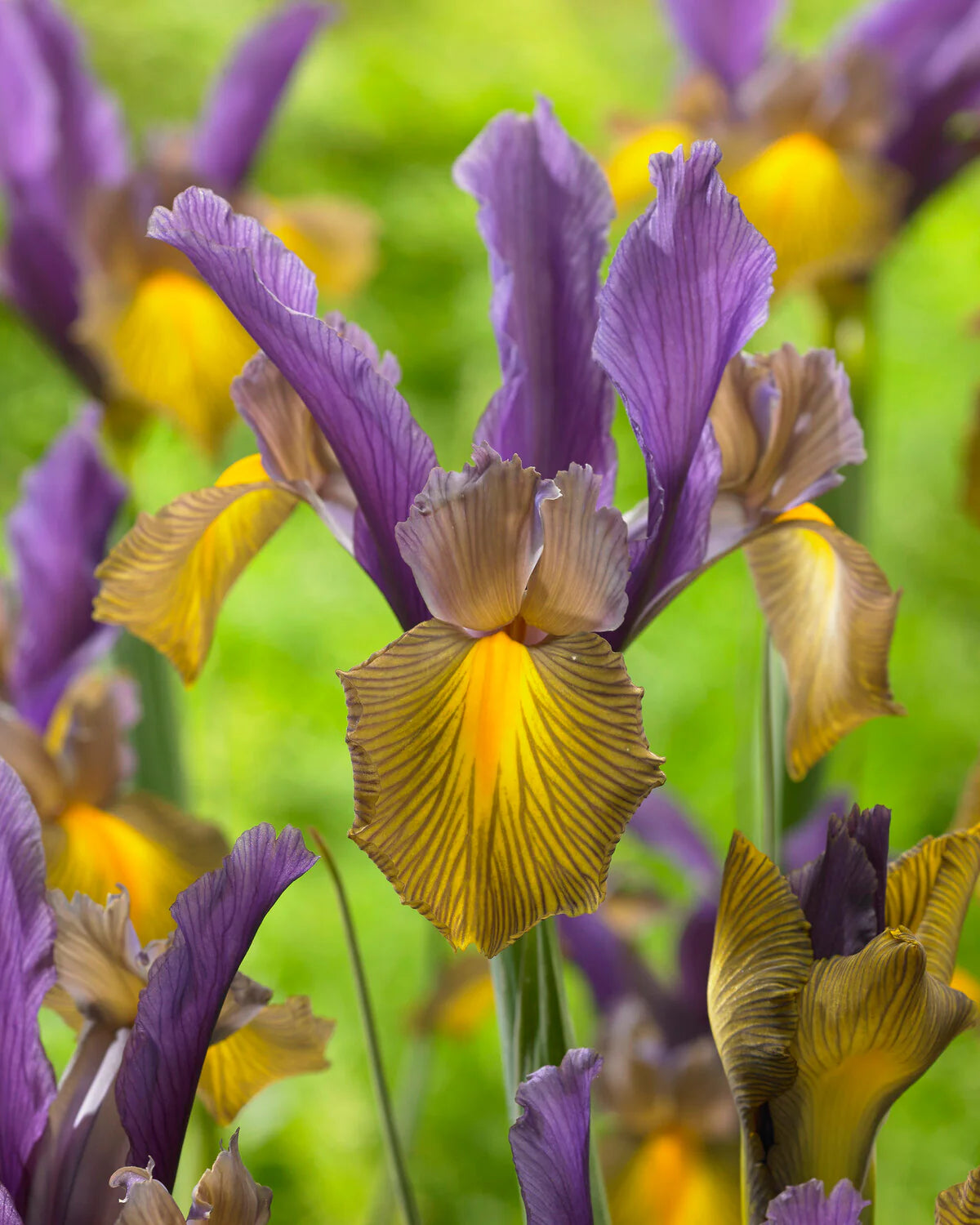 Picasso Dutch Iris