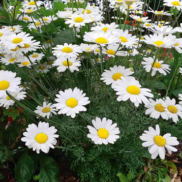 Pyrethrum