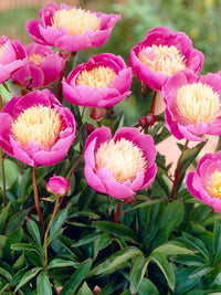Bowl of Beauty Peony