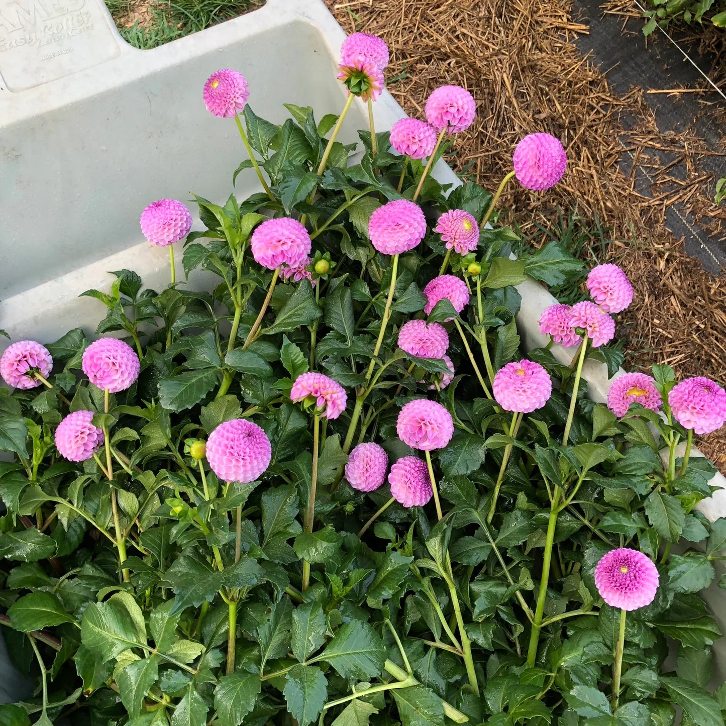 Dahlia- Frank Holmes (Tuber)