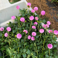 Dahlia- Frank Holmes (Tuber)