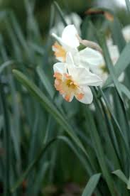 Pink Sparkler Daffodil Seeds