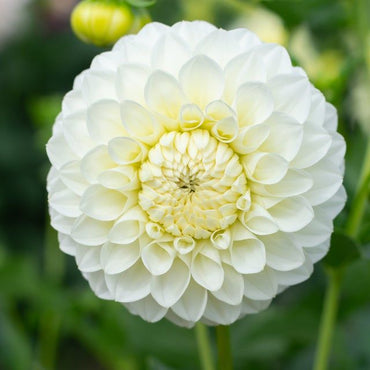 Dahlia- Boundary Snow Flake (Tuber)