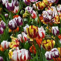 Burgundy Bliss Tulip Mixture Seeds