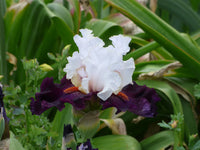 Starring Bearded Iris