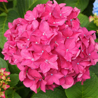 Heirloom Thick Pink Hydrangea Flower Seeds, Non-GMO Lush Blooms for Planting