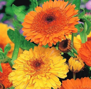 Calendula- Princess Mix